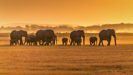 elephants in the sunset - obrazy, fototapety, plakaty