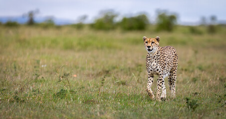 Portrait of a cheetah