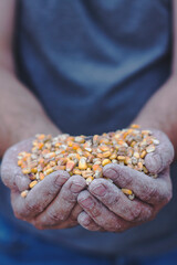 Person holding a pile of seeds