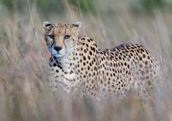 Portrait of a cheetah