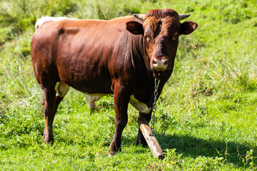 Naklejka na ściany i meble Portrait of a large beautiful bull, brown in color, standing in a field. Cattle.
