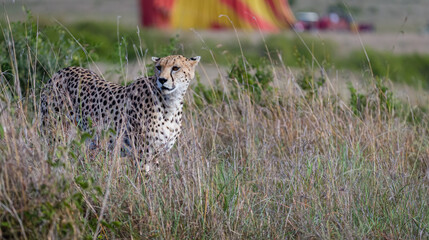 Cheetah with a ballon in the background