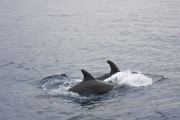 Naklejka premium Delphine vor Madeira