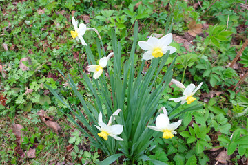 flowers daffodils bloom in the garden