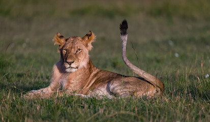 portrait of a lion in the wild