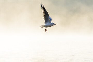 Birds flying in front of the Charles Bridge one misty morning in Prague.