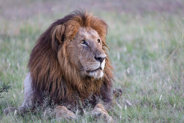Fototapeta na wymiar portrait of a lion in the wild