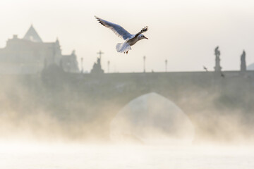Fototapeta na wymiar Birds flying in front of the Charles Bridge one misty morning in Prague.