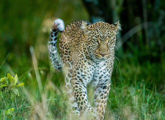 Portrait of a young leopard 