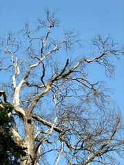 An old dried-up large tree that has completely lost its foliage. Dry branches against a clear blue sky.