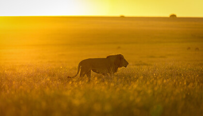 Lions in sunset