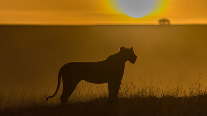 Lions in sunset