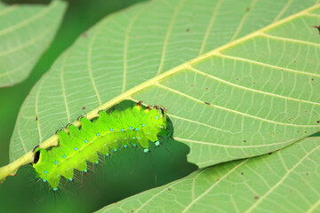 The larvae of the green tailed silkworm moth are on the green leaves