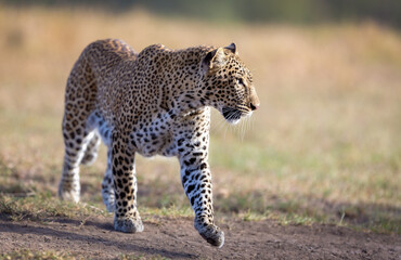 Fototapeta na wymiar Portrait of a young leopard 