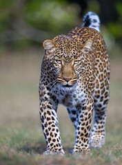 Portrait of a young leopard 