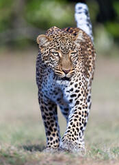 Portrait of a young leopard 