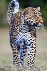 Portrait of a young leopard 