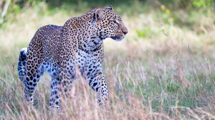 Portrait of a young leopard 