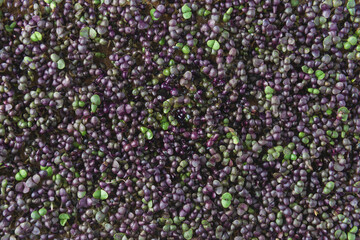 Purple and green basil microgreens in the growing box. Top view.