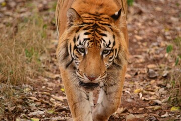 tiger in the woods