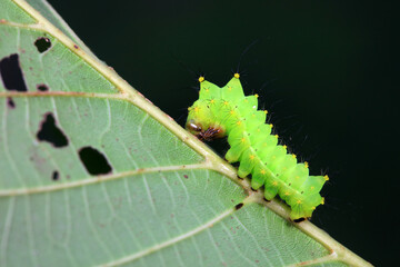The larvae of the green tailed silkworm moth are on the green leaves