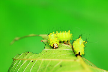The larvae of the green tailed silkworm moth are on the green leaves