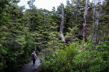 hiker in the tongariro forest
