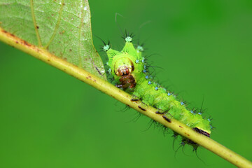 The larvae of the green tailed silkworm moth are on the green leaves