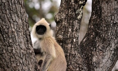 black faced monkey