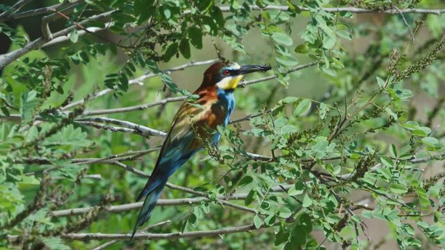 The European bee-eater from on the breeding colony on the steep banks of the Drava River