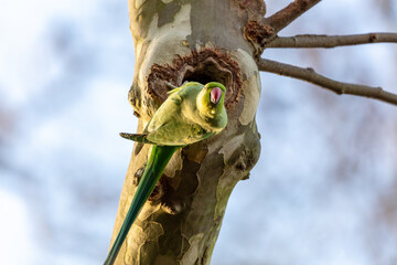 Parakeet by nest in tree in Deptford, London 