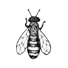 Insect bee, wasp isolated on white background. Close-up graphic illustration. Packaging and wrapping design for honey, food industry, beekeeper