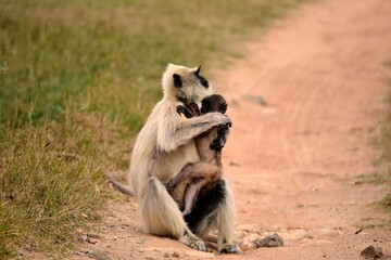 Indian Langur, monkey in Forrest