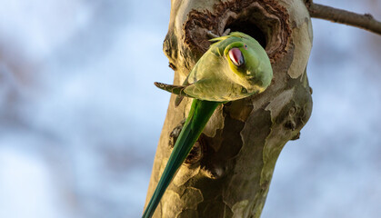 Parakeet by nest in tree in Deptford, London 