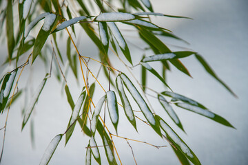 Bamboo Snow & Ice, Hardy Japanese Bamboo Timber Wood In Garden