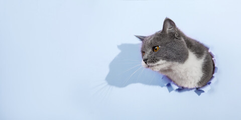 Grey beautiful cute cat peeks out of a hole in blue paper. Concept blank for the design of veterinary medicine, copy space.