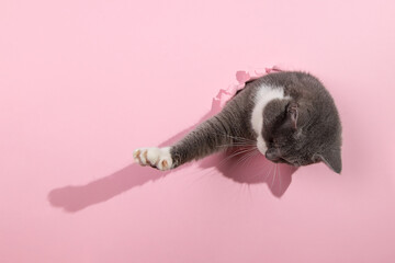 Grey beautiful cute cat peeks out of a hole in pink paper. Concept blank for the design of veterinary medicine, copy space.