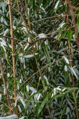 Bamboo Snow & Ice, Hardy Japanese Bamboo Timber Wood In Garden