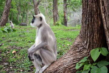 Langur in forest