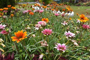 Obraz premium flowers in the garden