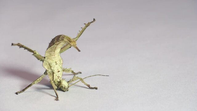 Defensive position of a young female of Heteropteryx dilatata, commonly known as jungle nymph or Malaysian stick insect. Tropical animal, walking stick from Malay peninsula on white background