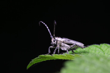 Longicorn beetles on wild plants, North China