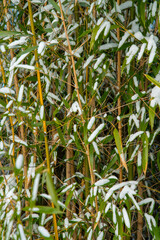 Bamboo Snow & Ice, Hardy Japanese Bamboo Timber Wood In Garden