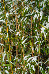 Bamboo Snow & Ice, Hardy Japanese Bamboo Timber Wood In Garden