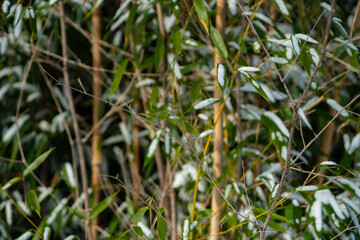 Bamboo Snow & Ice, Hardy Japanese Bamboo Timber Wood In Garden