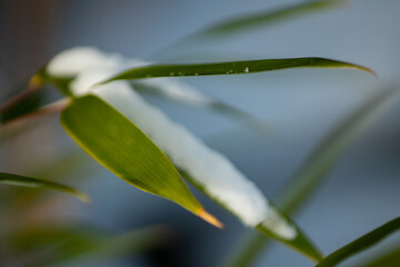 Bamboo Snow & Ice, Hardy Japanese Bamboo Timber Wood In Garden
