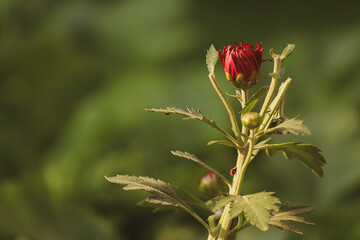 closeup of  purple bud with green background 