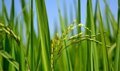 grass in the wind