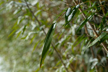 Bamboo Snow & Ice, Hardy Japanese Bamboo Timber Wood In Garden