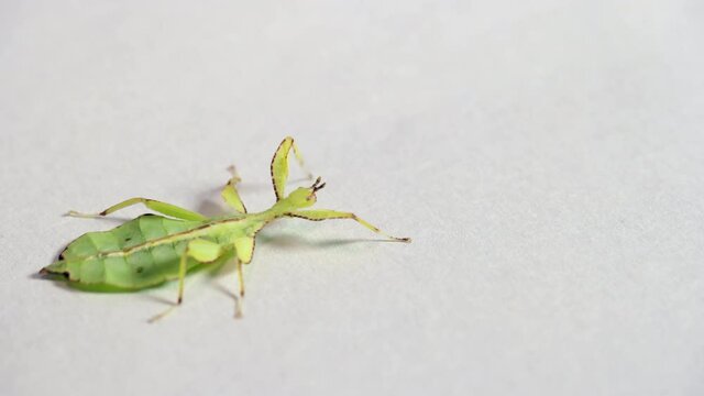 Macro shot of a nymph of Phyllium philippinicum, a species of tropical leaf insect, leaf bug, walking leaf, or bug leaf from the Philippines, Asia. Exotic animal, phasmid walking on white background